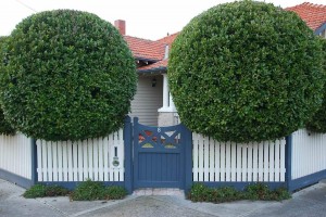 Tree Shaping Melbourne  